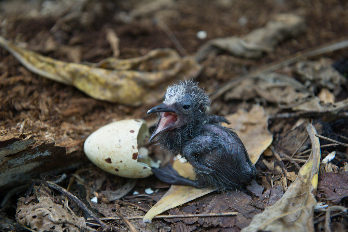 hatchling