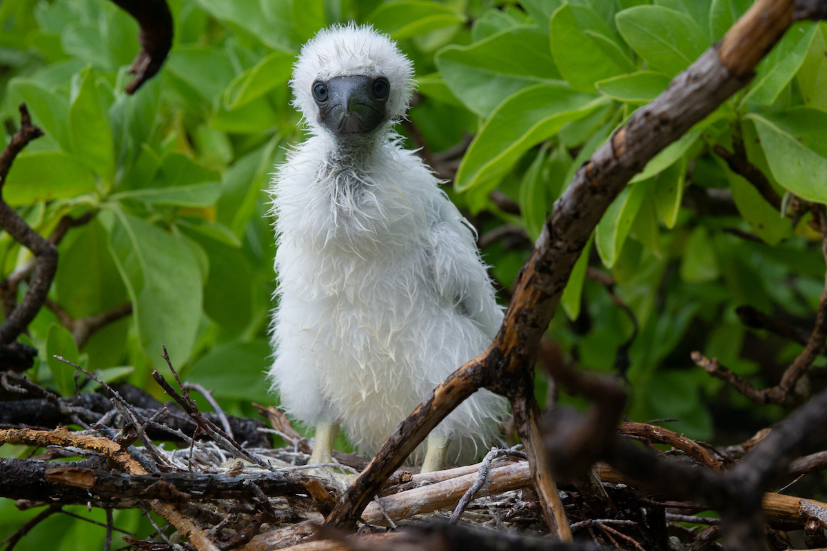 Juvenile booby