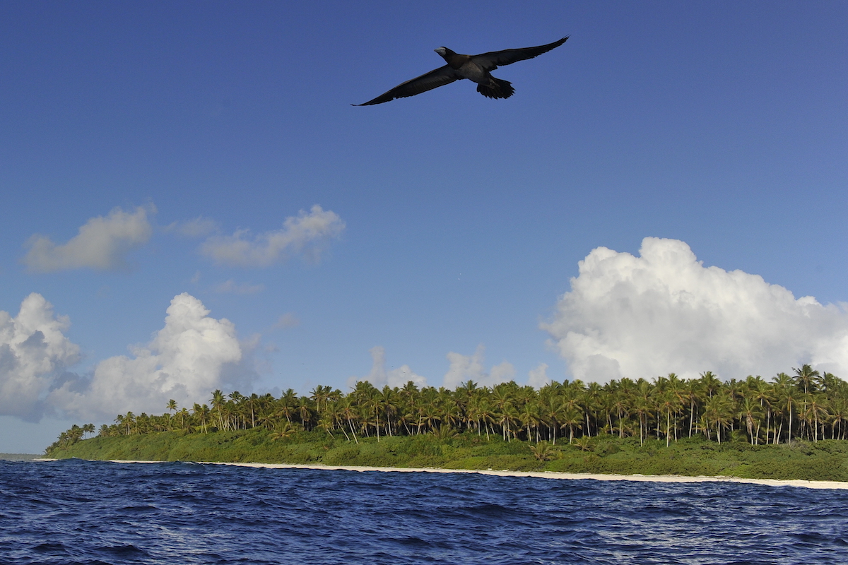 seabird in flight above Tetiaroa Atoll