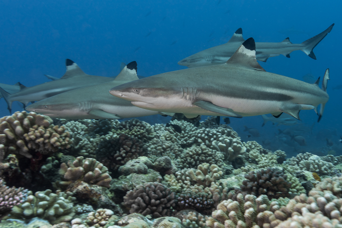 Healthy coral reefs and lagoons are prime habitat for reef sharks.