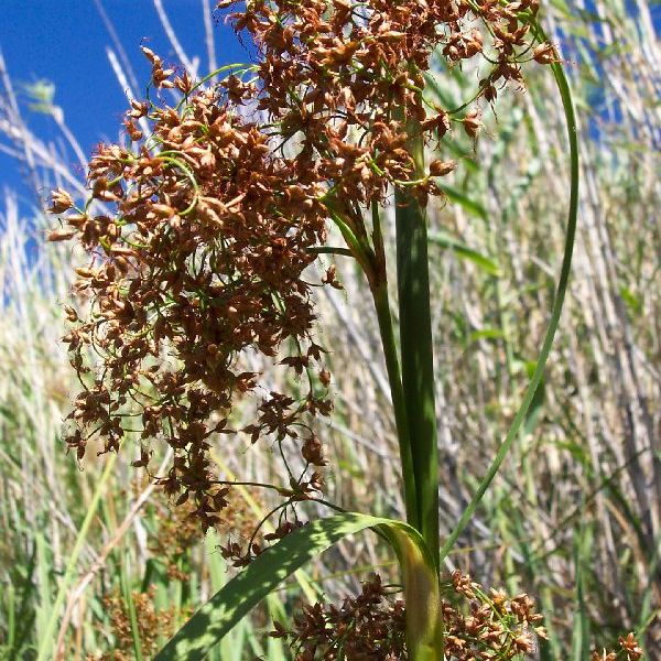 C. mariscus californicum