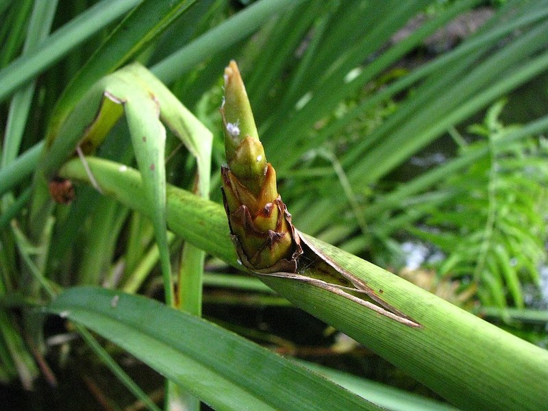 Cladium-jamaicense-propagation