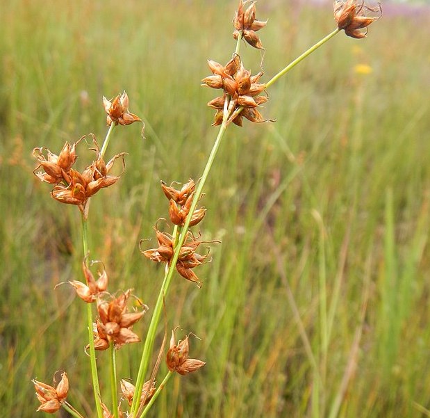 C. mariscus mariscoides