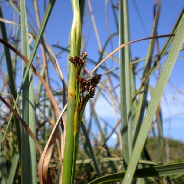 C. mariscus jamaicense