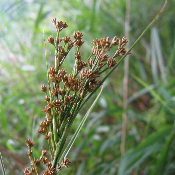 C. mariscus mariscus