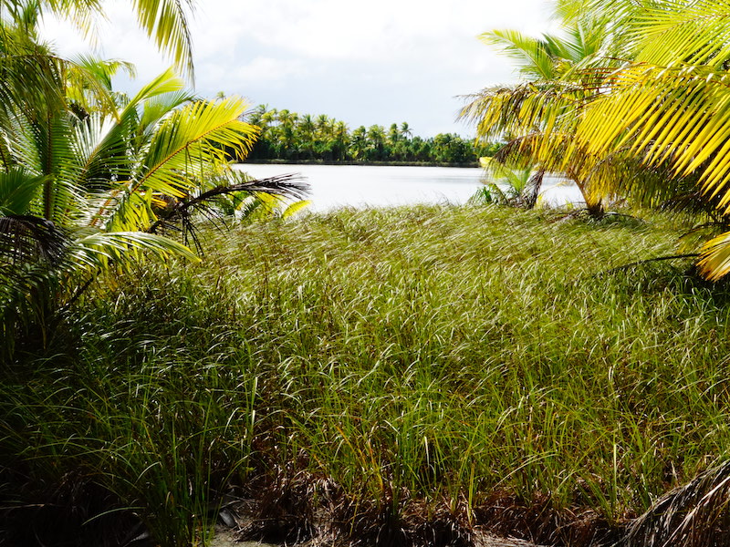 Cladium around the kopara pond on motu Rimatu'u