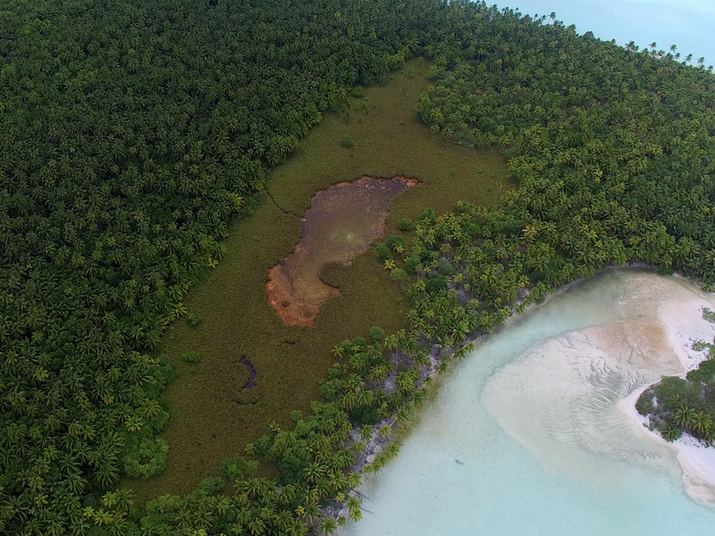 Cladium grows in a wide border between the the kopara pond and the coconut tree forest on motu Rimatu'u.