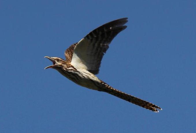 Adult long-tailed cuckoo calling while in flight