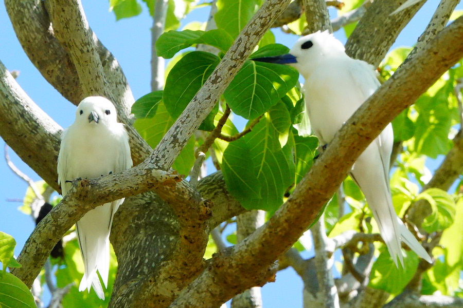 white terns