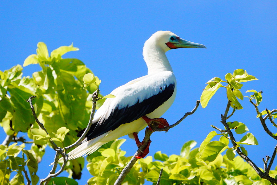 red-footed booby