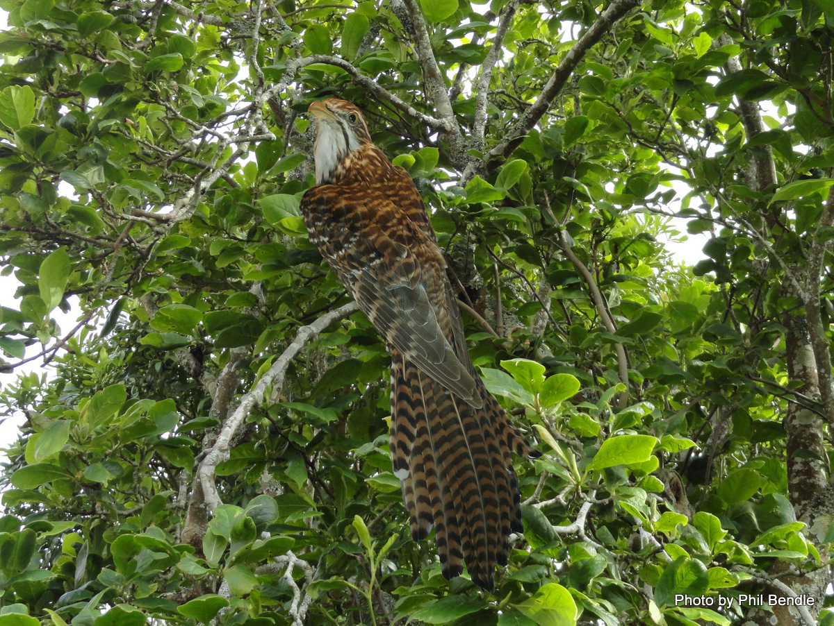 distinctive plumage of long-tailed cuckoo