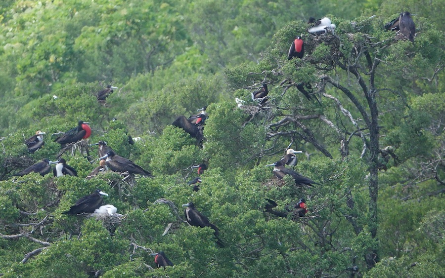 frigatebird colony