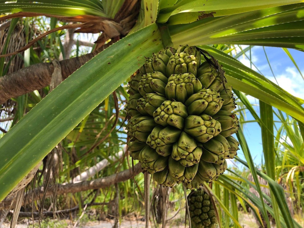 green fruit