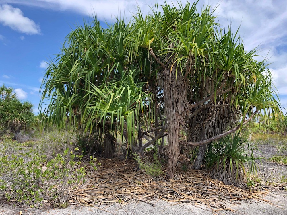 Pandanus thrives in a beach habitat