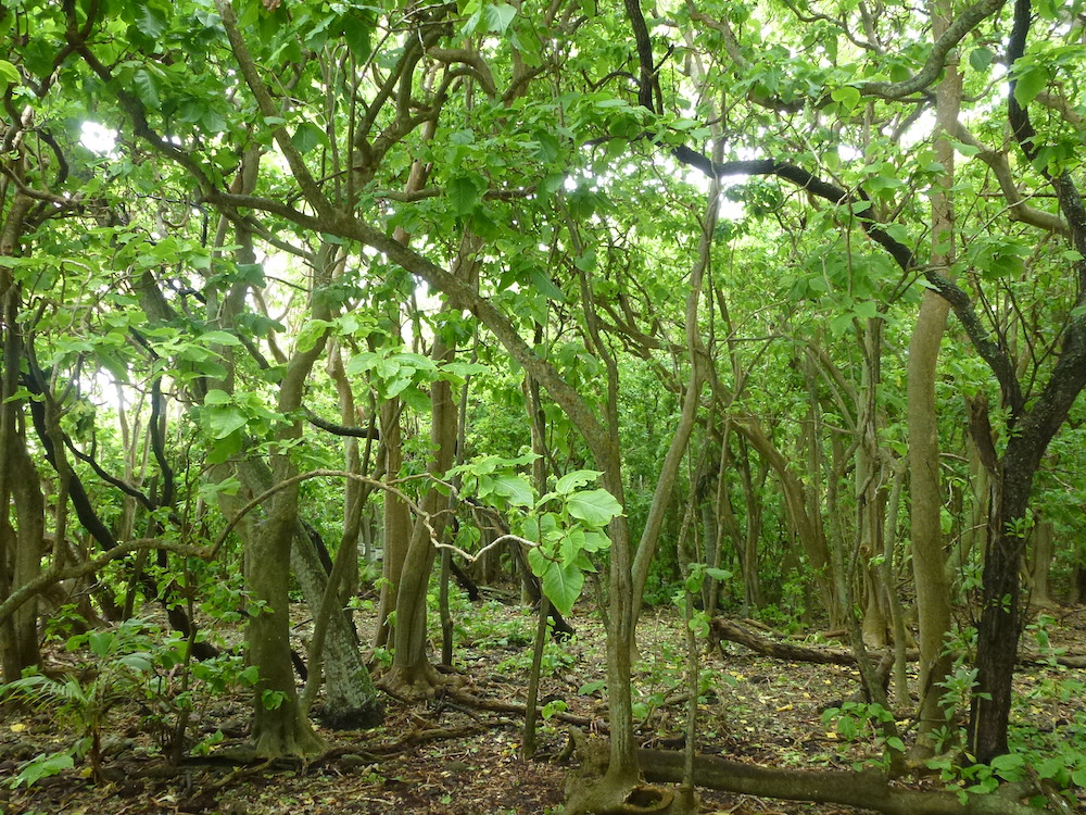 pisonia forest