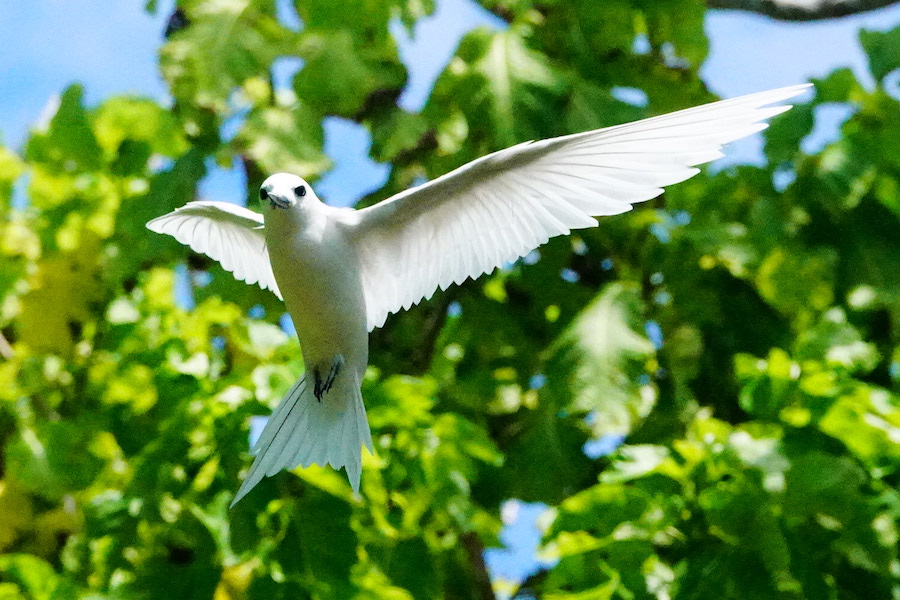 white tern