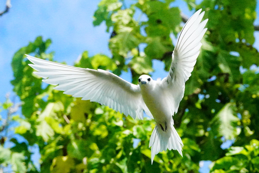 white tern