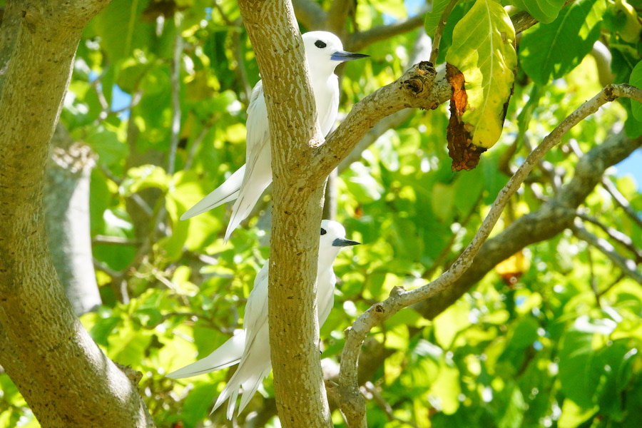 white terns in a tree