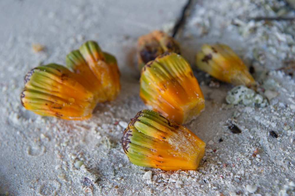 Pandanus drupes