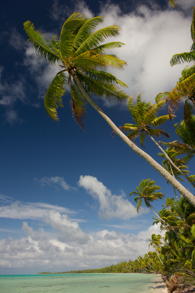 Coconut trees line the motu shore