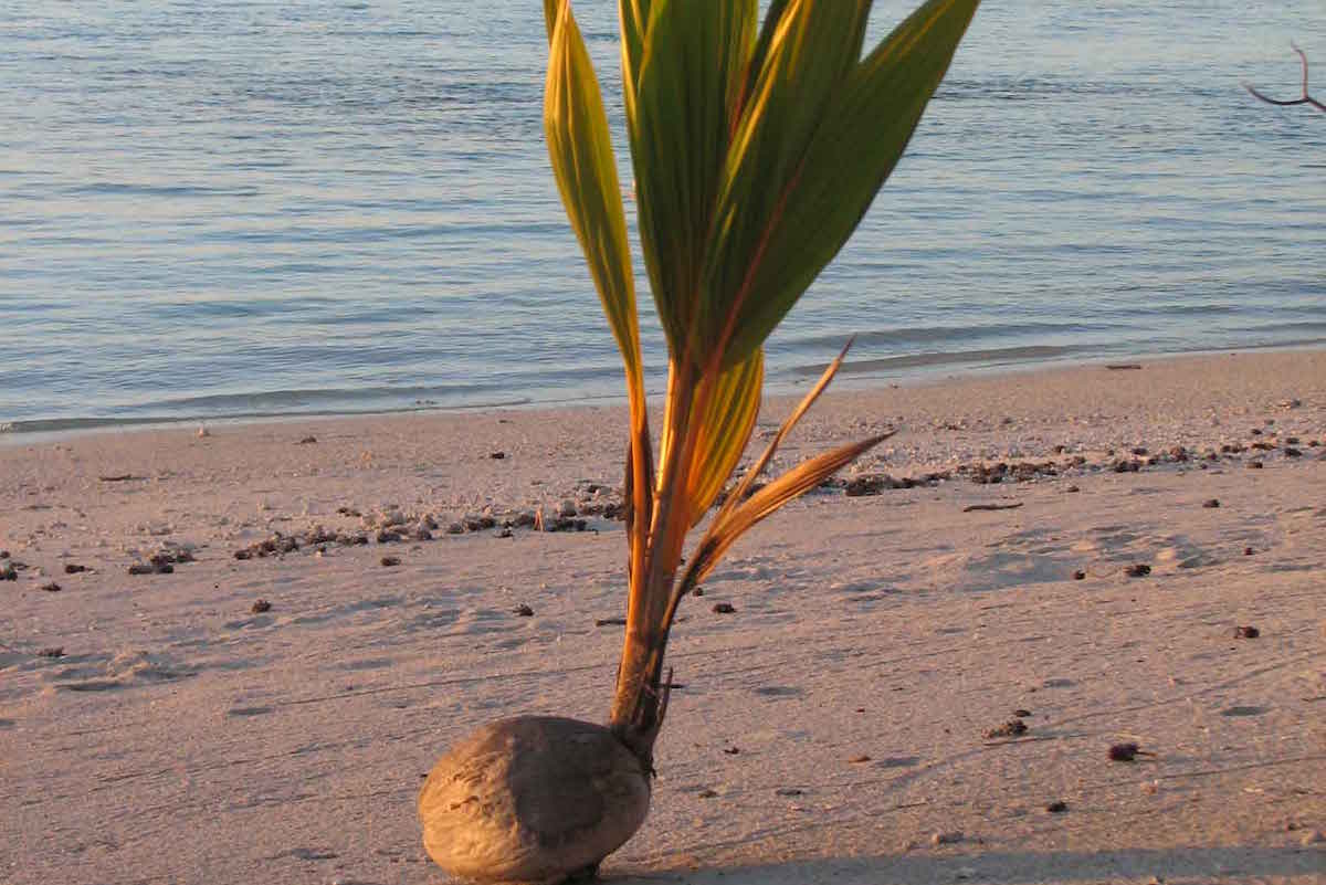 Young coconut tree taking root on the beach