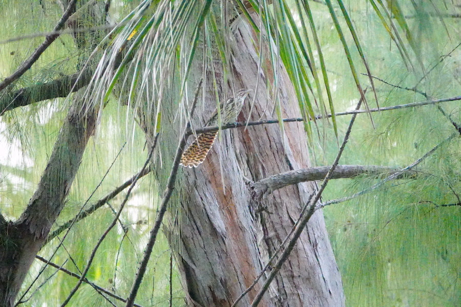 long-tailed cuckoo in an aito tree