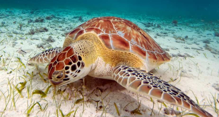 green turtle eating seagrass
