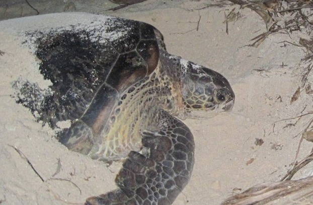 green turtle laying eggs
