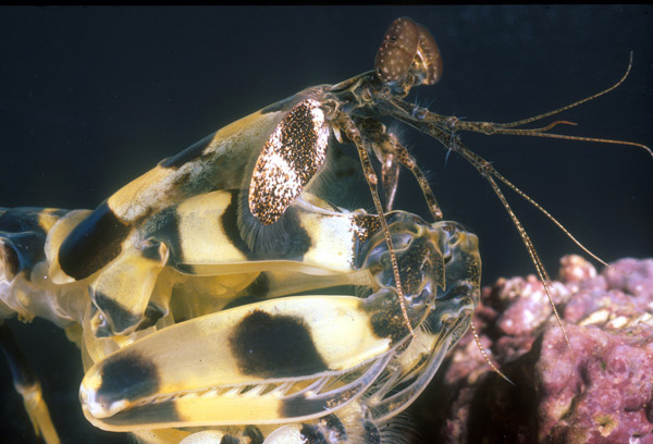 mantis shrimp