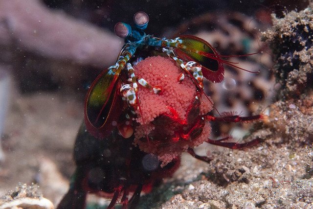 mantis shrimp guarding its eggs
