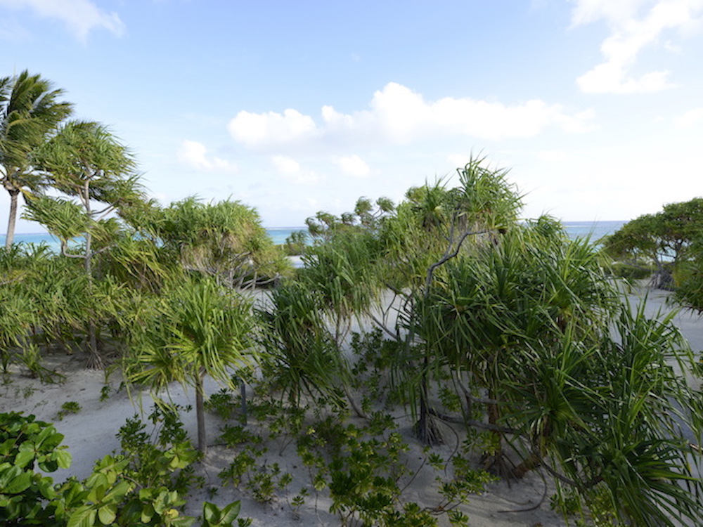 pandanus stand at The Brando Resort
