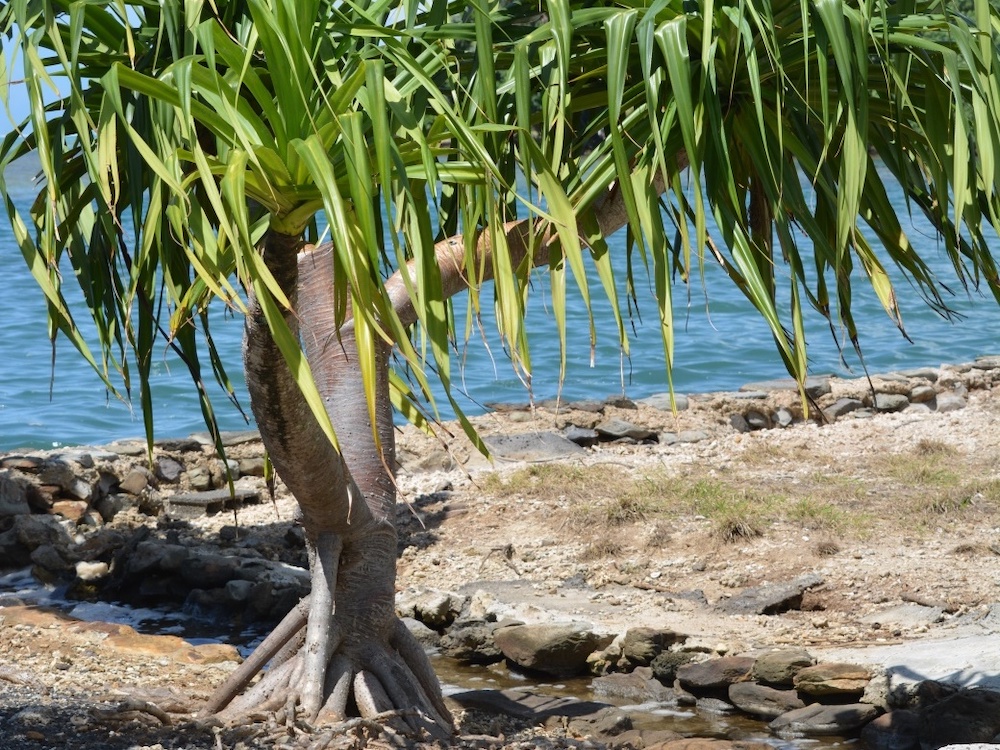 growing on the beach