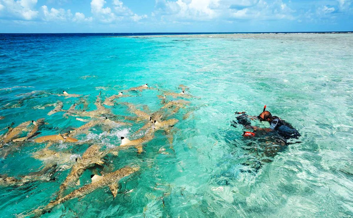 blacktip sharks