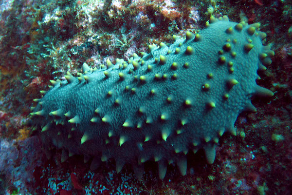 blue sea cucumber