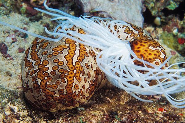 sea cucumber