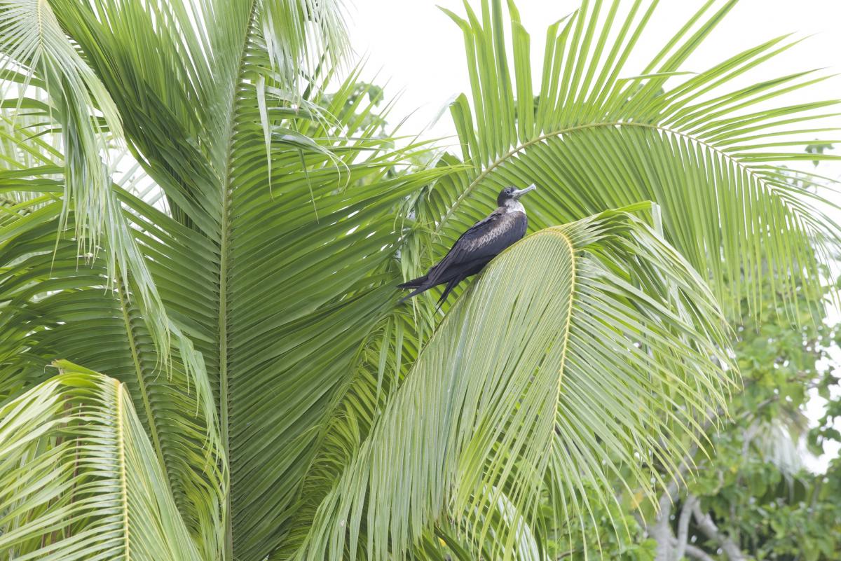 Frigate perched in a coconut tree