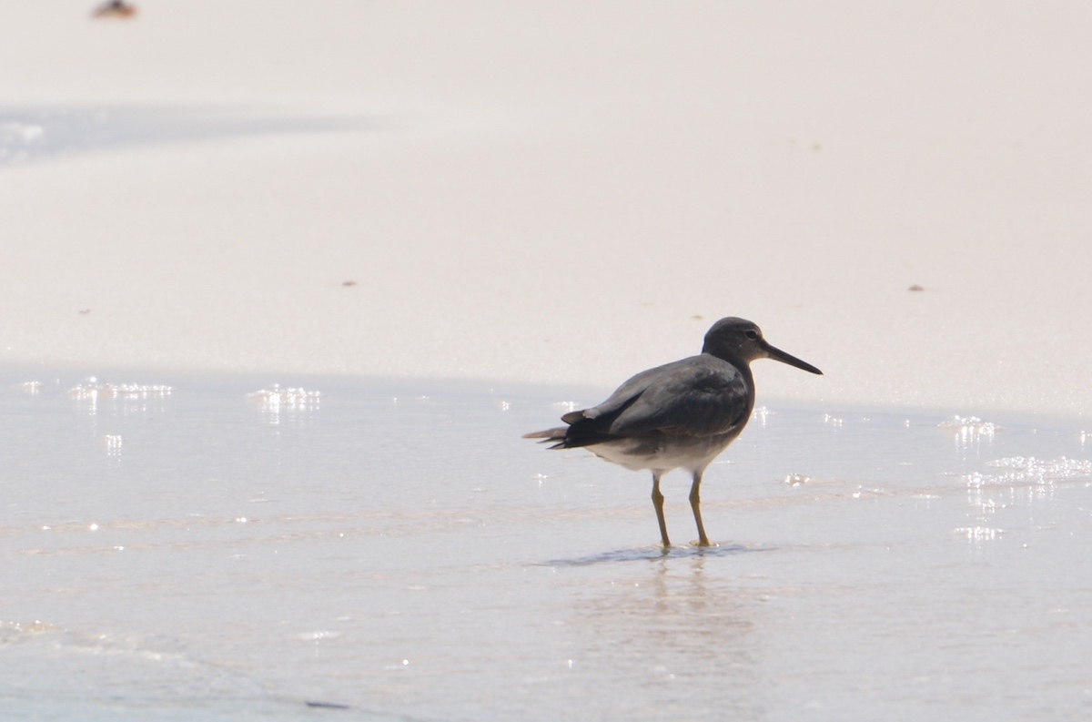 wandering tattler on the beach