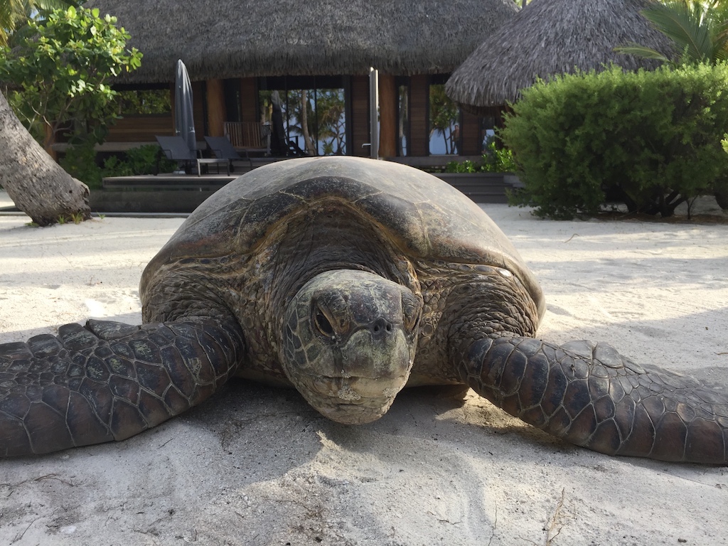 turtle near the bungalow