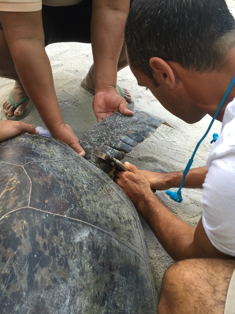 turtle tagging