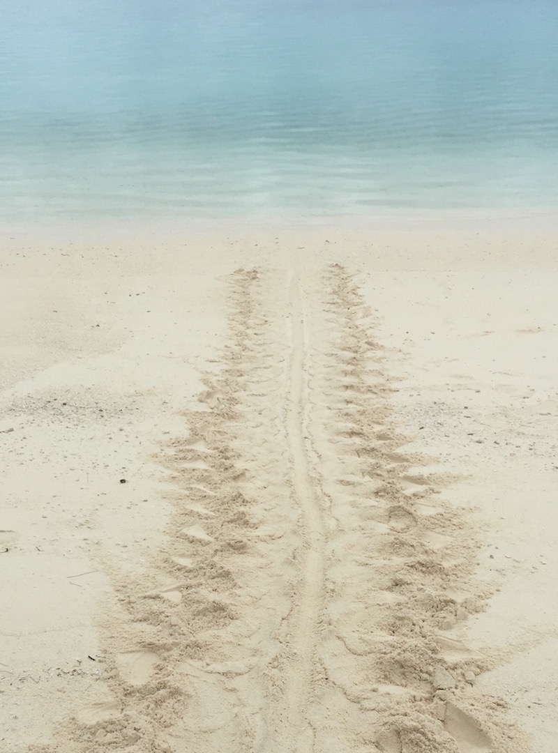 turtle tracks lead to the lagoon