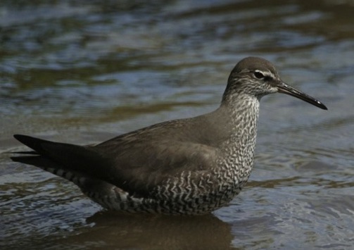 The wandering tattler is a wading bird