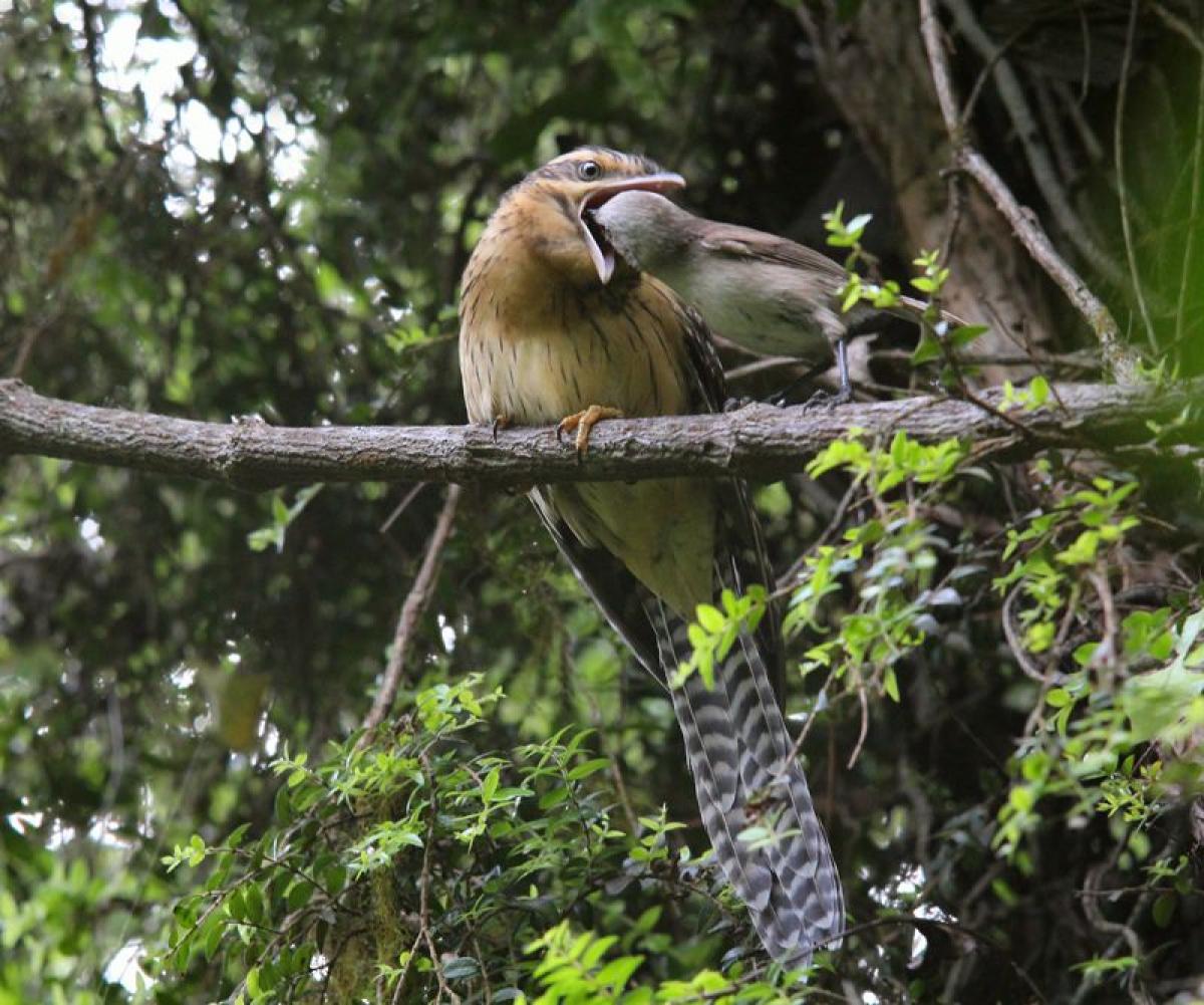 whitehead feeding juvenile long-tailed cuckoo