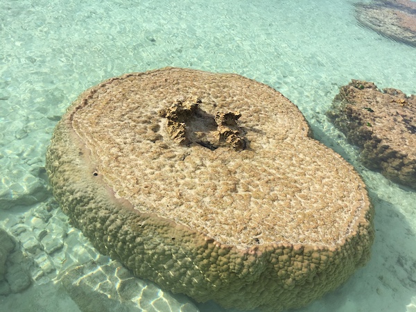 flat-top coral boulder