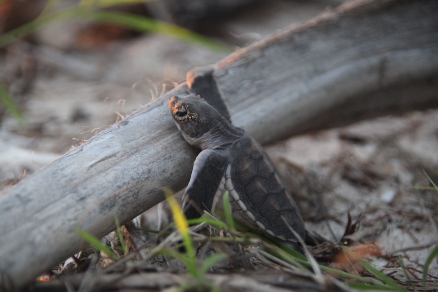 Green sea turtle hatchling