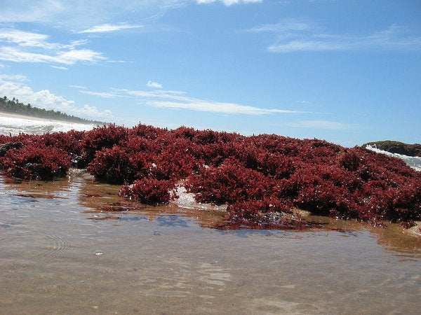 red algae