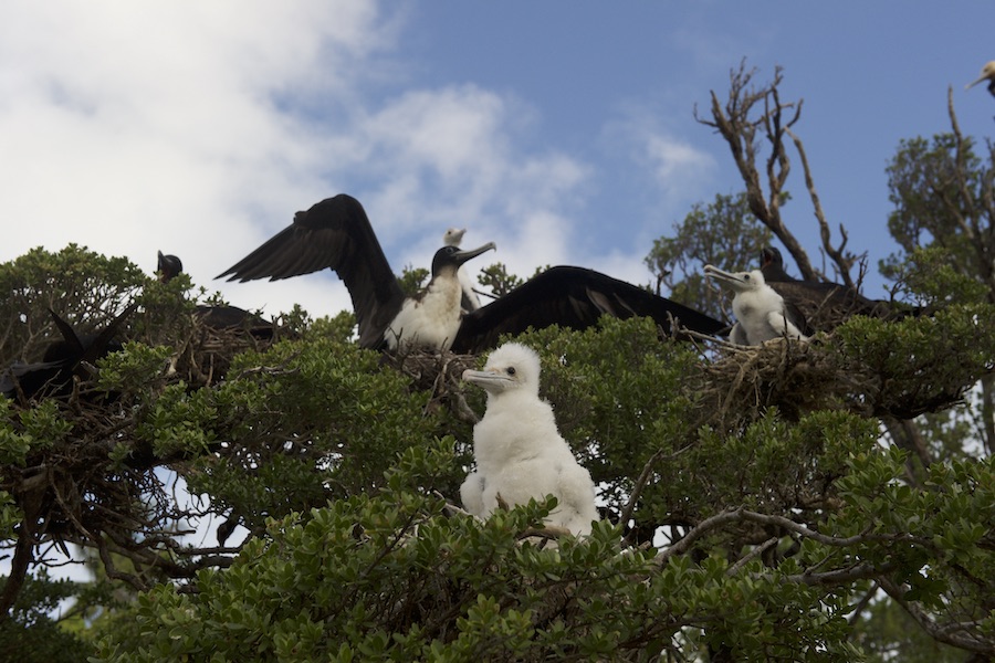 nesting frigates