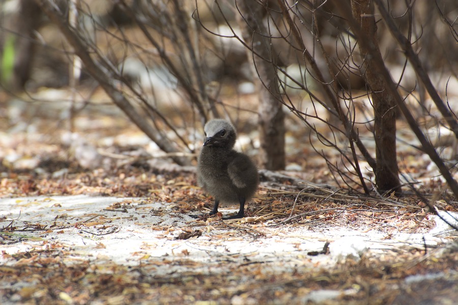 noddy chick