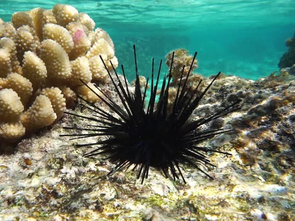 sea urchin