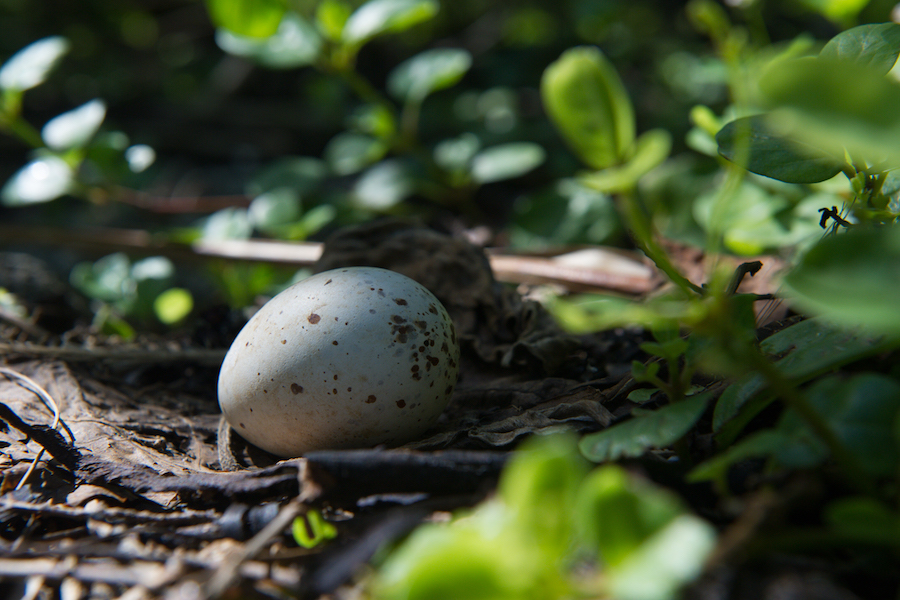 seabird egg