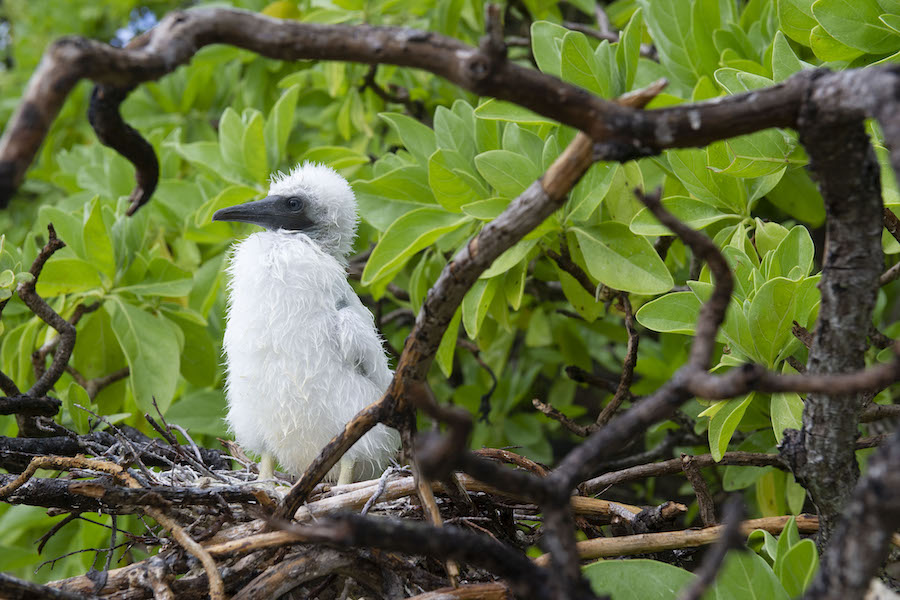 Booby juvenile